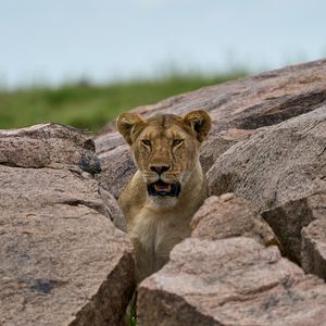 Preview wallpaper lioness, predator, stones, wildlife