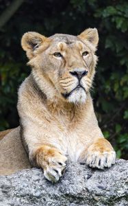 Preview wallpaper lioness, predator, wild, big cat, stone