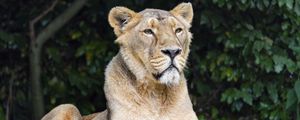 Preview wallpaper lioness, predator, wild, big cat, stone