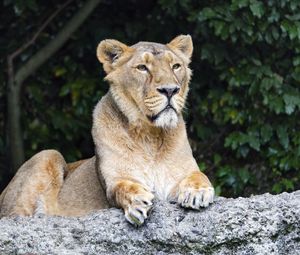 Preview wallpaper lioness, predator, wild, big cat, stone