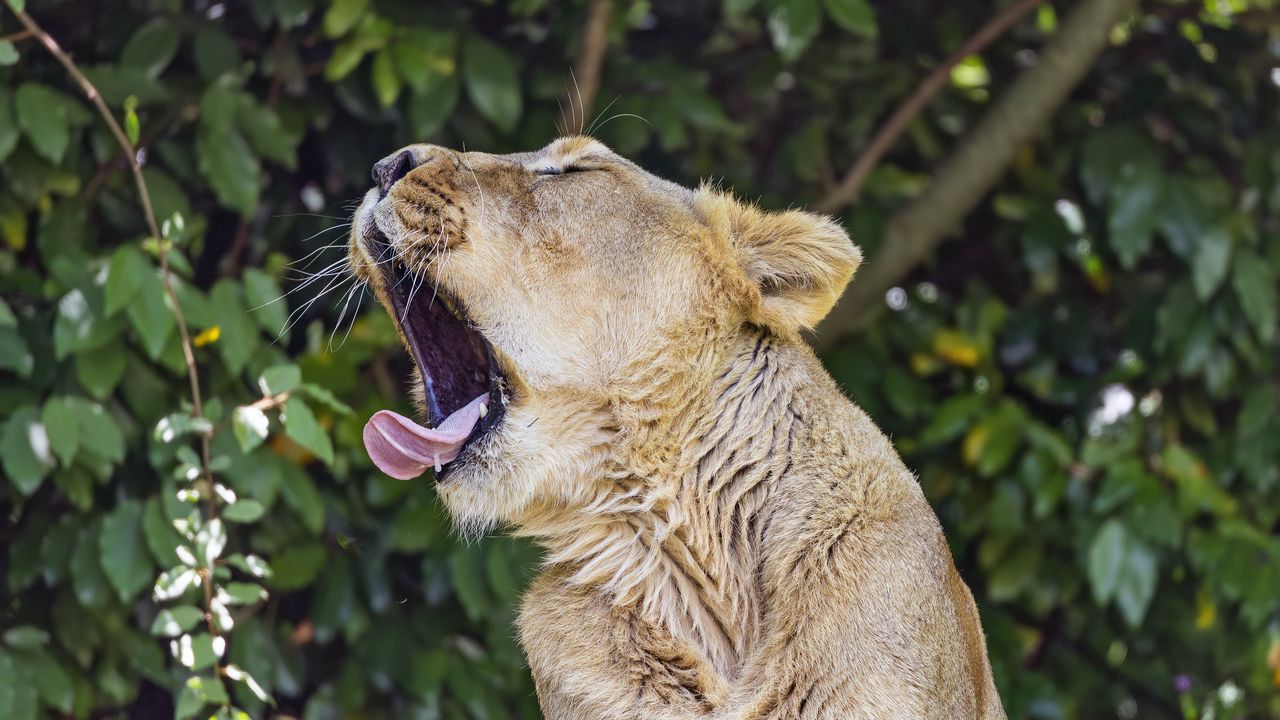 Wallpaper lioness, predator, wild animal, protruding tongue