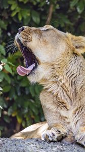 Preview wallpaper lioness, predator, wild animal, protruding tongue