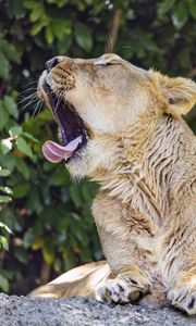 Preview wallpaper lioness, predator, wild animal, protruding tongue