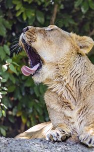 Preview wallpaper lioness, predator, wild animal, protruding tongue