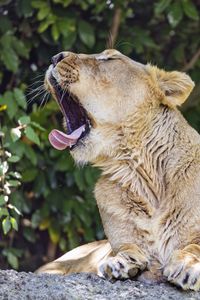 Preview wallpaper lioness, predator, wild animal, protruding tongue