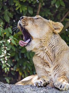 Preview wallpaper lioness, predator, wild animal, protruding tongue