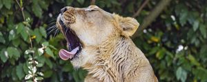 Preview wallpaper lioness, predator, wild animal, protruding tongue