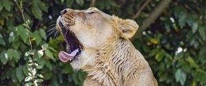 Preview wallpaper lioness, predator, wild animal, protruding tongue