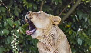 Preview wallpaper lioness, predator, wild animal, protruding tongue