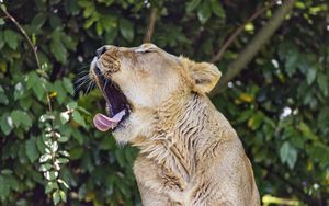 Preview wallpaper lioness, predator, wild animal, protruding tongue
