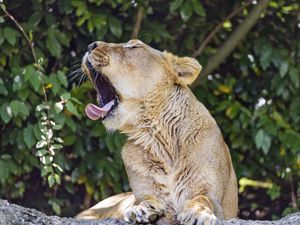 Preview wallpaper lioness, predator, wild animal, protruding tongue