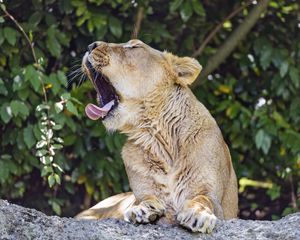 Preview wallpaper lioness, predator, wild animal, protruding tongue