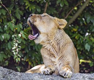 Preview wallpaper lioness, predator, wild animal, protruding tongue