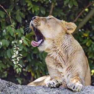 Preview wallpaper lioness, predator, wild animal, protruding tongue