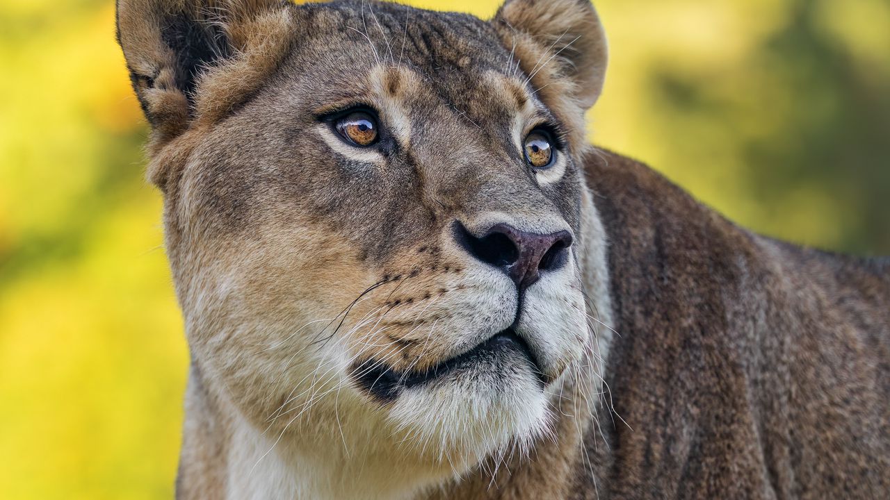 Wallpaper lioness, predator, wild animal, big cat