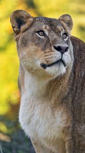 Preview wallpaper lioness, predator, wild animal, big cat