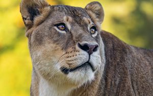 Preview wallpaper lioness, predator, wild animal, big cat