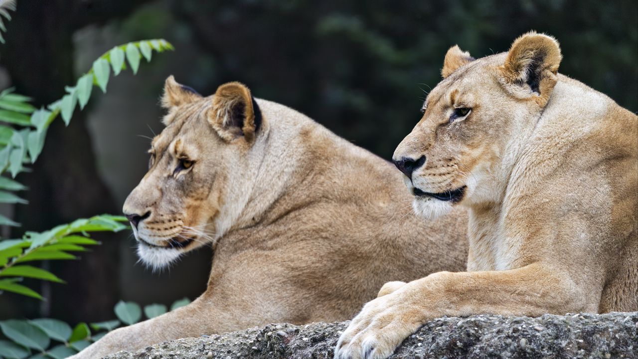 Wallpaper lioness, predators, stone, leaves, blur