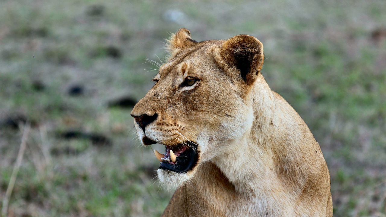 Wallpaper lioness, predatory, grin
