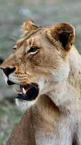 Preview wallpaper lioness, predatory, grin