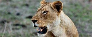 Preview wallpaper lioness, predatory, grin