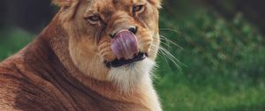Preview wallpaper lioness, protruding tongue, funny, predator