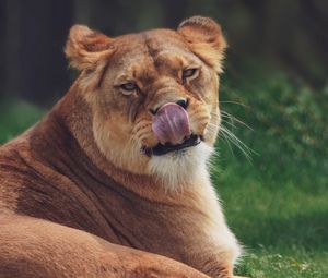 Preview wallpaper lioness, protruding tongue, funny, predator