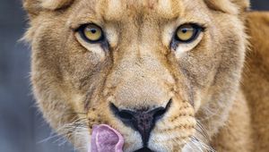 Preview wallpaper lioness, protruding tongue, predator, big cat