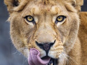 Preview wallpaper lioness, protruding tongue, predator, big cat