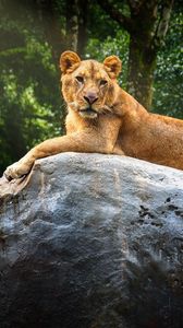 Preview wallpaper lioness, stone, big cat, predator, wildlife