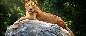 Preview wallpaper lioness, stone, big cat, predator, wildlife
