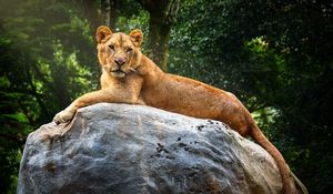 Preview wallpaper lioness, stone, big cat, predator, wildlife