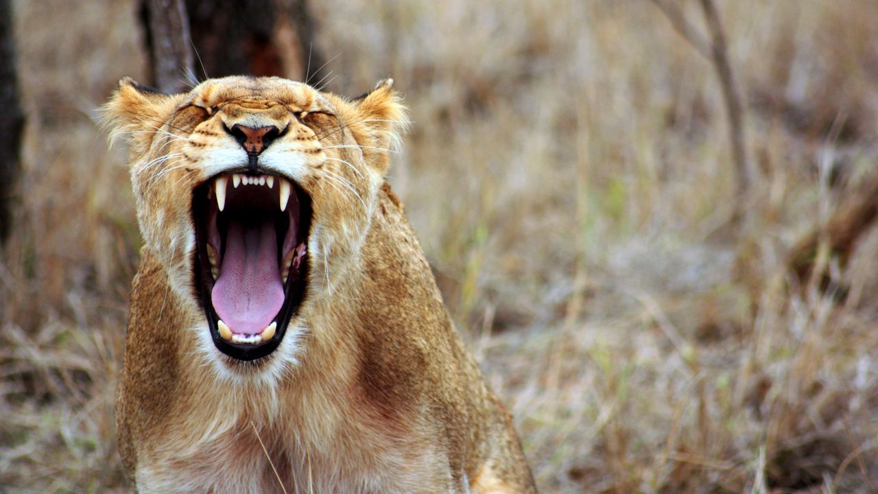 Wallpaper lioness, teeth, aggression, predator