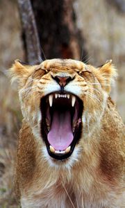 Preview wallpaper lioness, teeth, aggression, predator