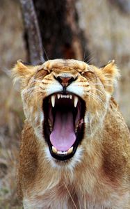 Preview wallpaper lioness, teeth, aggression, predator