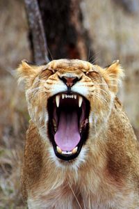 Preview wallpaper lioness, teeth, aggression, predator