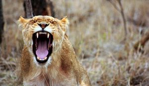 Preview wallpaper lioness, teeth, aggression, predator