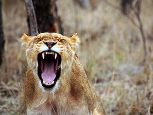 Preview wallpaper lioness, teeth, aggression, predator