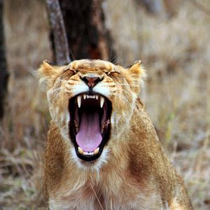 Preview wallpaper lioness, teeth, aggression, predator