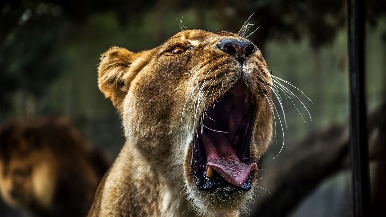 Wallpaper lioness, teeth, predator, muzzle