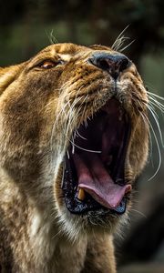 Preview wallpaper lioness, teeth, predator, muzzle