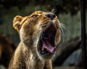Preview wallpaper lioness, teeth, predator, muzzle