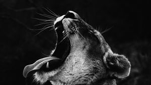 Preview wallpaper lioness, teeth, scream, predator, bw