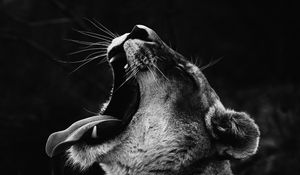 Preview wallpaper lioness, teeth, scream, predator, bw