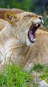 Preview wallpaper lioness, yawn, animal, big cat
