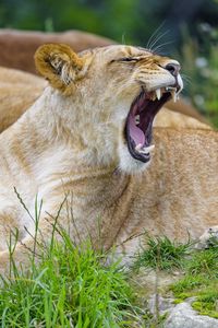 Preview wallpaper lioness, yawn, animal, big cat