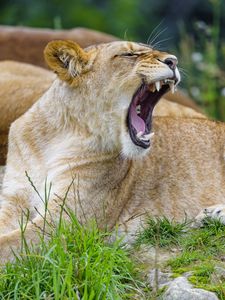 Preview wallpaper lioness, yawn, animal, big cat