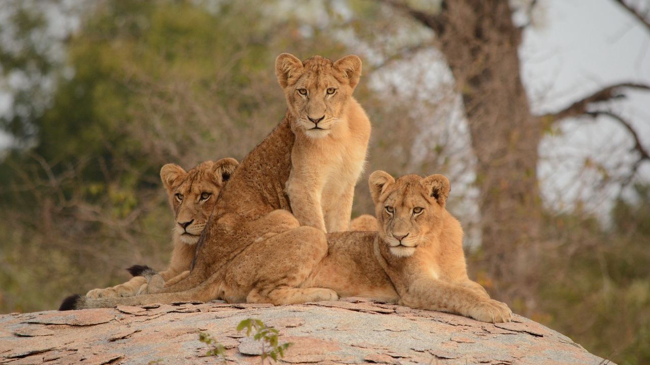Wallpaper lionesses, lioness, big cat, predator