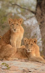 Preview wallpaper lionesses, lioness, big cat, predator