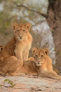 Preview wallpaper lionesses, lioness, big cat, predator